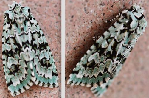 Griposia aprilina